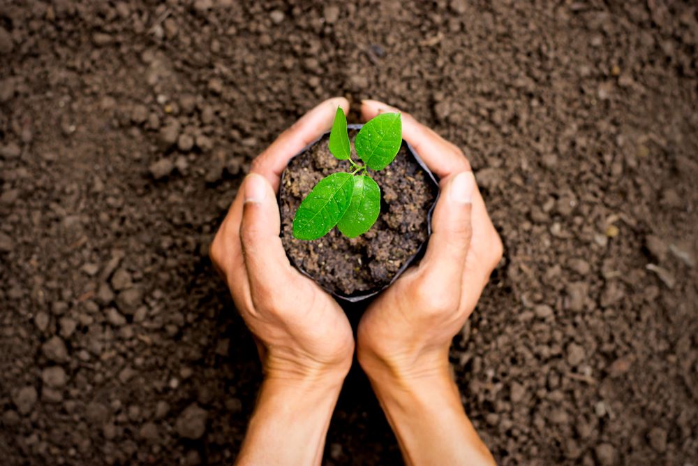  O que você vai plantar neste dia do meio ambiente?